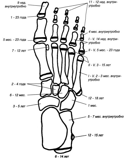 Добавочные кости стопы схема