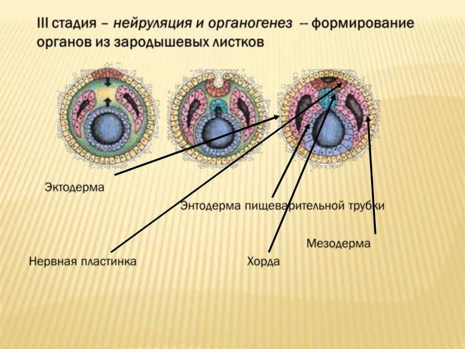 В эмбриональном развитии хордового животного органогенез начинается