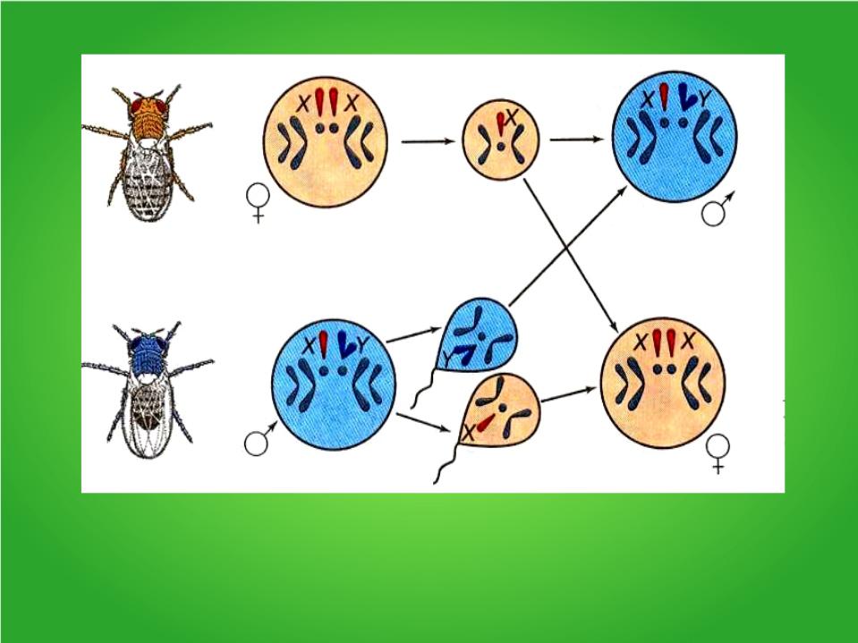 Схема расщепления по признаку пола у плодовой мушки. Гетерогаметный пол у пчел. Гетерогаметный пол у дрозофилы это. Гетерогаметным полом у дрозофилы является.