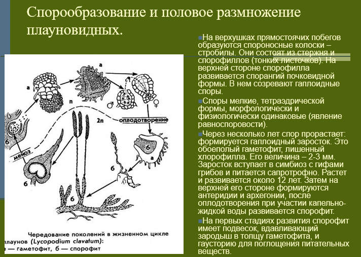 Расположение органов полового размножения у хвощей Моховидные преобладающее поколение: найдено 63 изображений