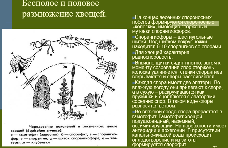 Расположение органов полового размножения у хвощей Размножается хвощ растение размножается: найдено 86 изображений