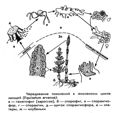 2 хвощи размножаются