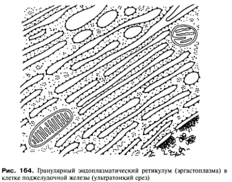 Гладкая эндоплазматическая сеть рисунок