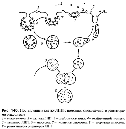 Фагоцитоз лизосома. Рецептор-опосредованный эндоцитоз. Рецепторно-опосредованный эндоцитоз механизм. Рецепторный эндоцитоз схема. Рецептор опосредованный фагоцитоз.