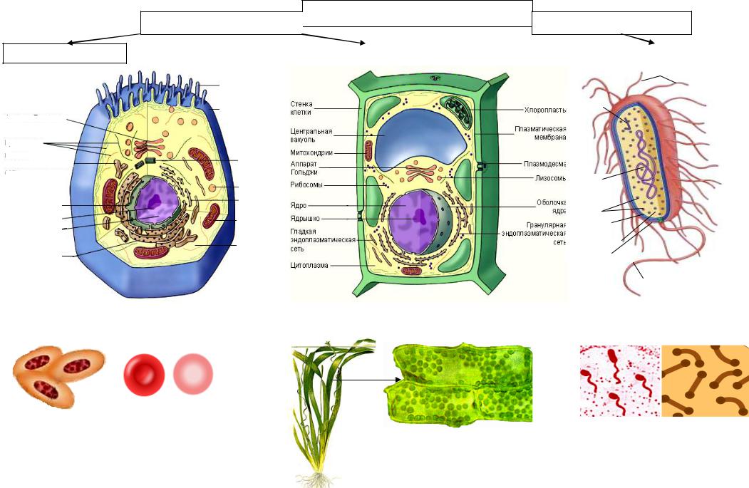 Органоиды клетки прокариотов. Клетка биология прокариот. Жасуша. Гликокаликс растительных клеток. Прокариот жасушасы.