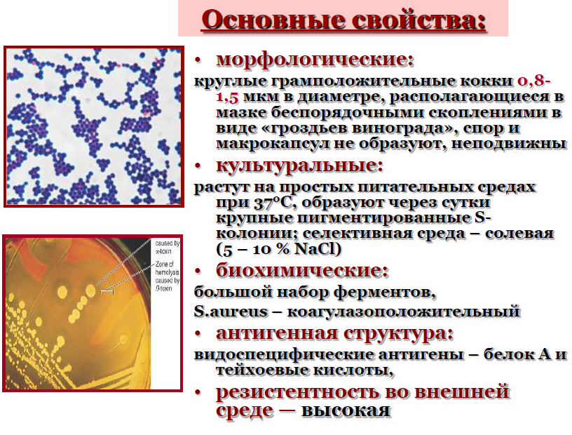 Стафилококк ауреус морфология. Характеристика Staphylococcus aureus (золотистый стафилококк),. Стафилококкус ауреус морфология. Грамположительные кокки. Стафилококки.. Staphylococcus aureus 3