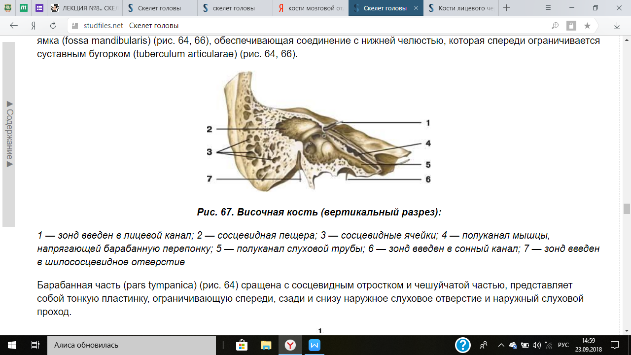 Височная кость.