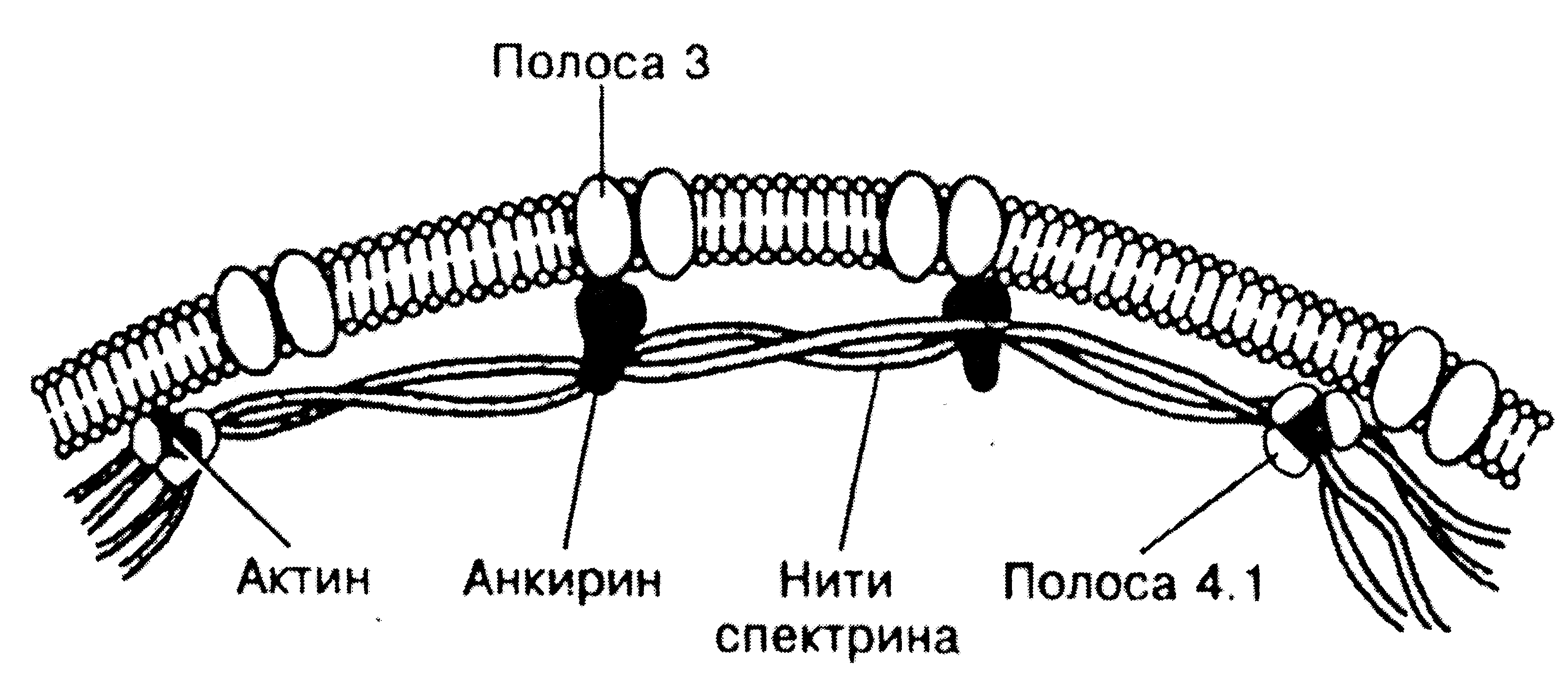 Гемограмма здорового человека