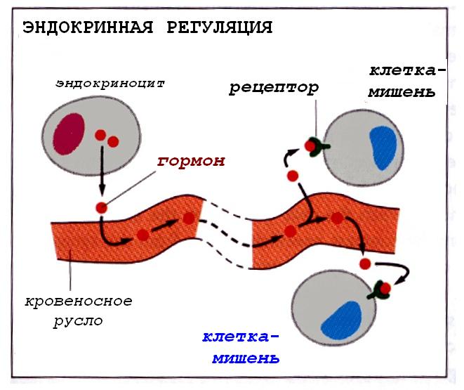 Клетки органы мишени. Клетки мишени и их рецепторы к гормонам. Клетки мишени гормонов гипоталамуса. Механизм воздействия гормонов на клетки мишени. Воздействие гормонов на ткани мишени.