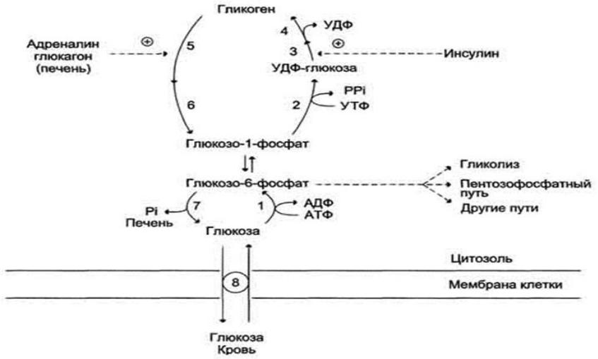 Глюкагон фермент