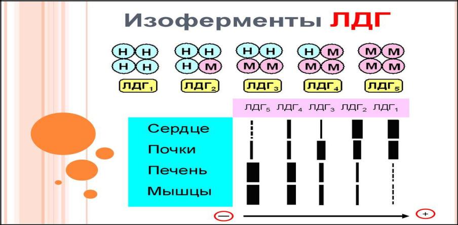 Изоферменты щелочной фосфатазы