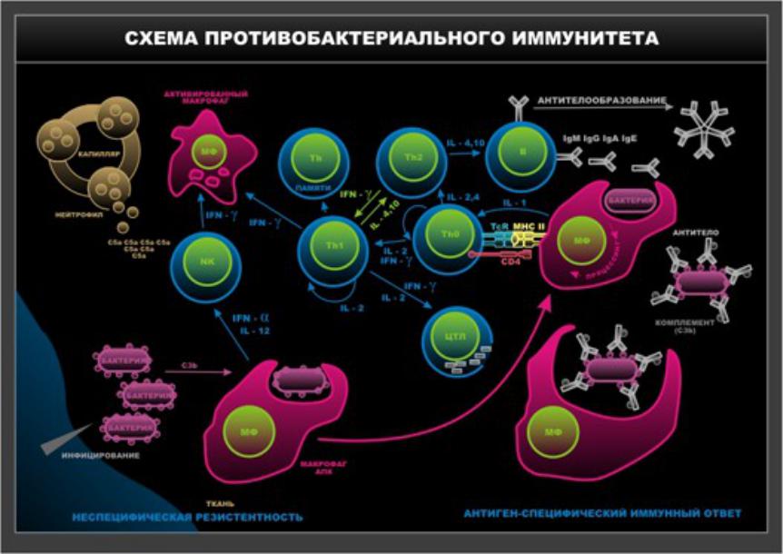 Иммунитет иммунные реакции. Схема противобактериального иммунного ответа. Антибактериальный иммунитет схема. Противобактериальный иммунитет механизмы. Механизм антибактериального иммунитета.