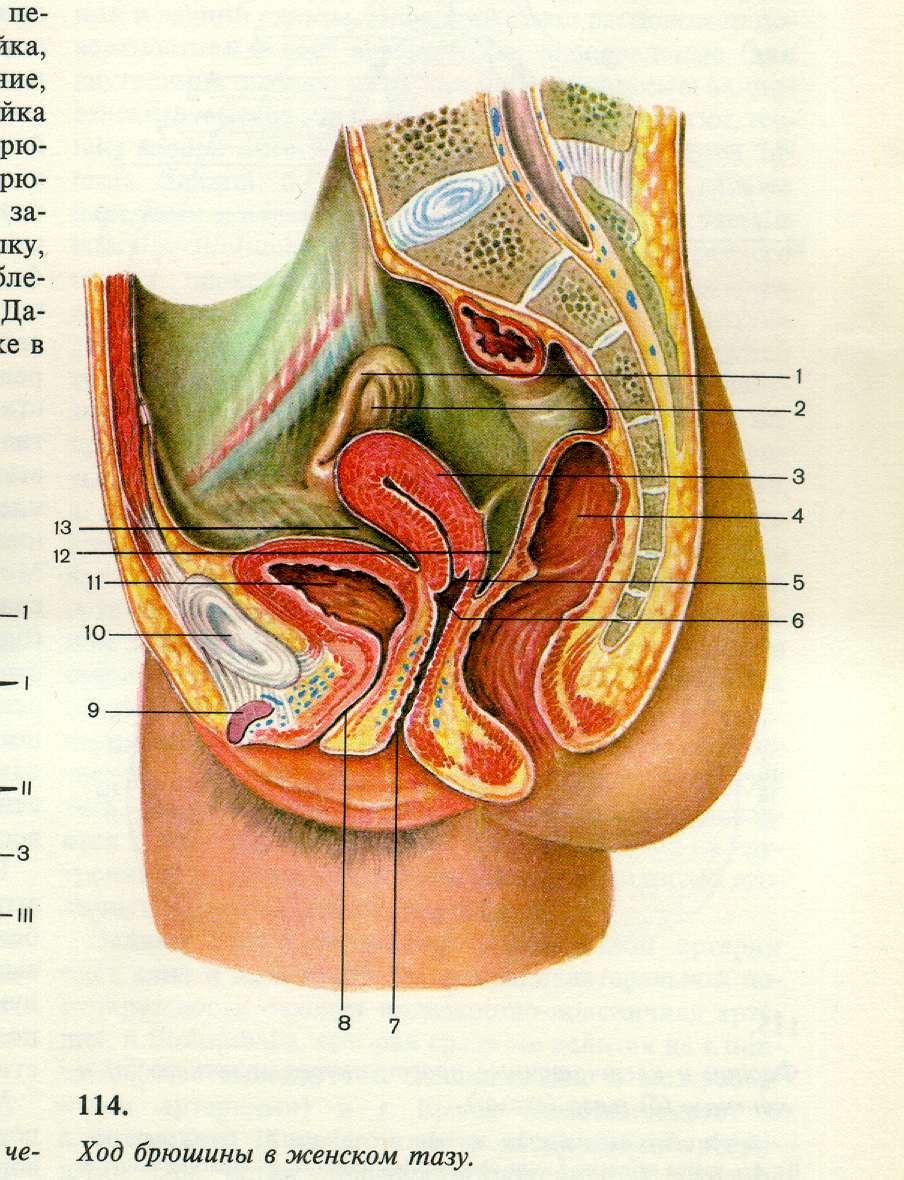 Биология женские органы