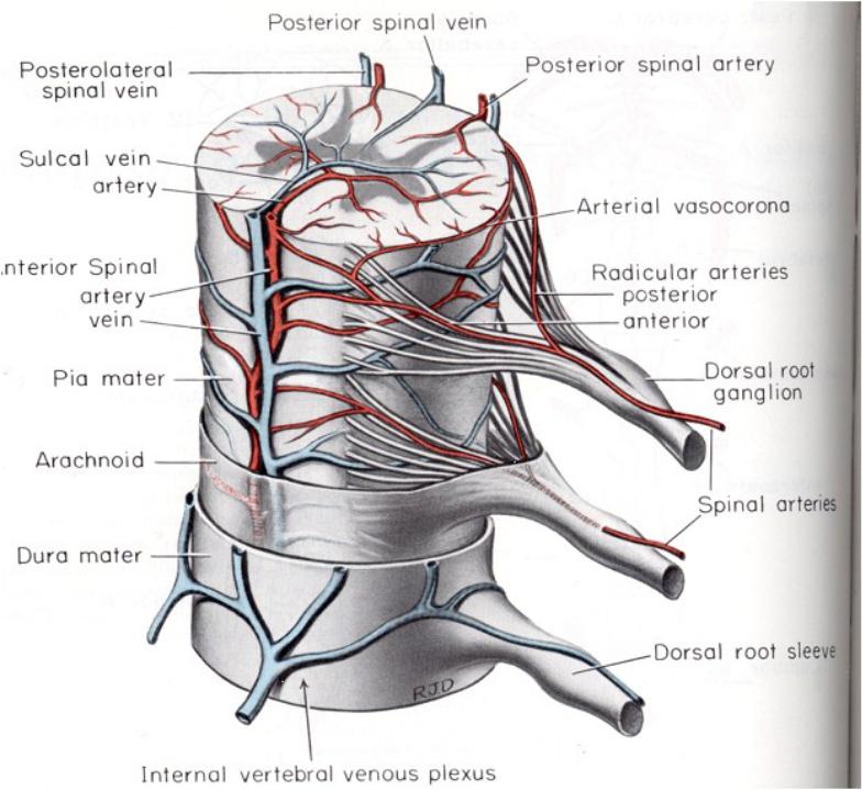Спинальный кровообращение. Кровоснабжение спинного мозга анатомия. Артерии кровоснабжающие спинной мозг. Сосуды спинного мозга анатомия. Передняя спинномозговая артерия анатомия.