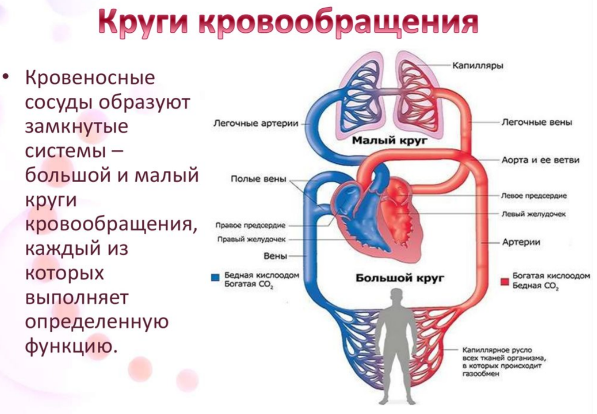4 круга кровообращения у человека. Большой и малый круг кровообращения схема. Большой круг кровообращения анатомия. Малый круг кровообращения строение. Строение сердца малый и большой круг.