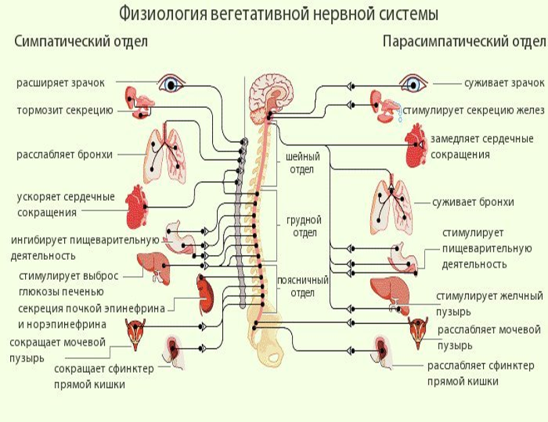 Центральный отдел парасимпатической нервной системы. Зрачок при симпатической нервной системы. Медиаторы и рецепторы симпатического отдела. Парасимпатическая нервная система зрачок.