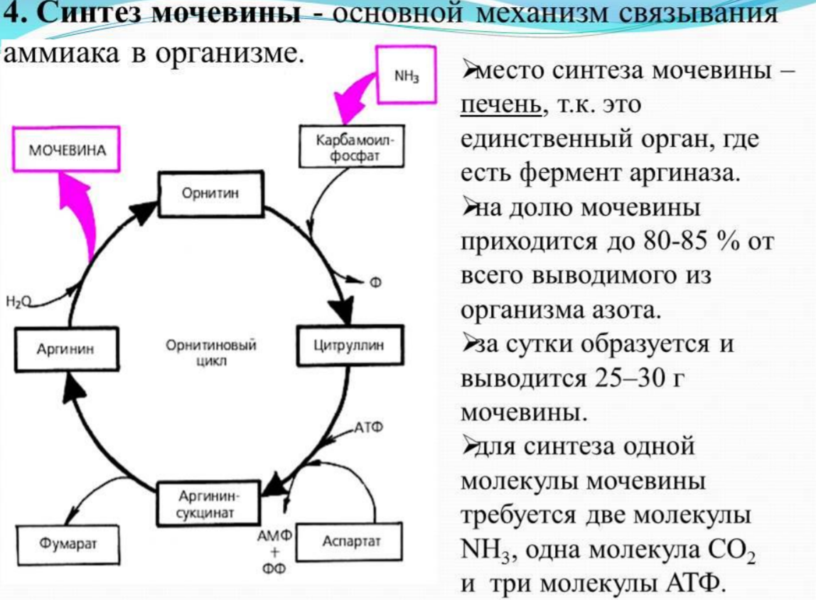 Синтез мочи