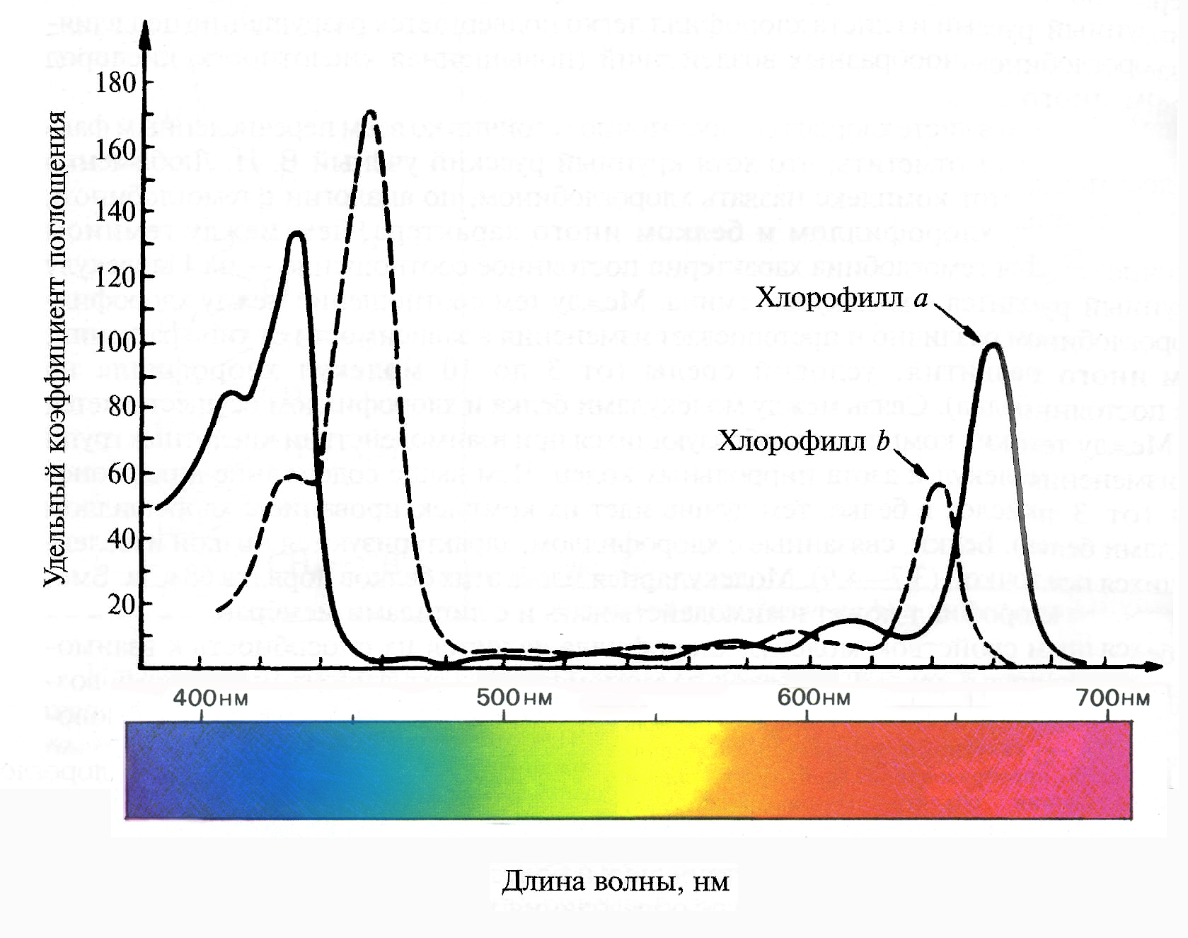 Хлорофиллы поглощают свет