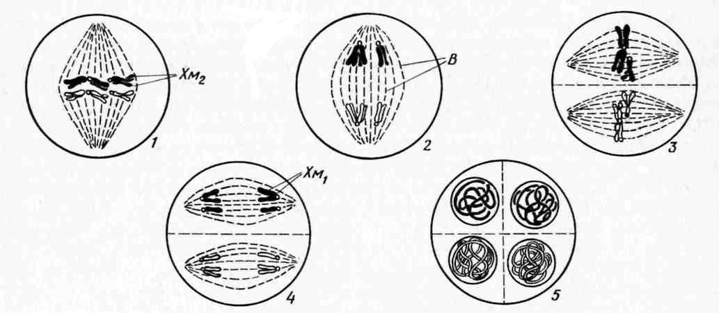 Метафаза схема. Метафаза мейоза. Метафаза 1 схема. Метафазная пластинка мейоза 1.