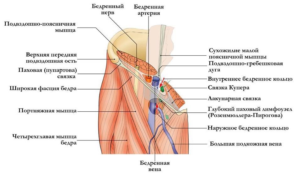 Бедренный канал рисунок