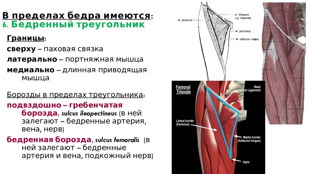 Гунтеров канал. Бедренный треугольник топографическая анатомия. Скарпов треугольник анатомия. Бедренный треугольник анатомия содержимое. Бедренный скарповский треугольник.