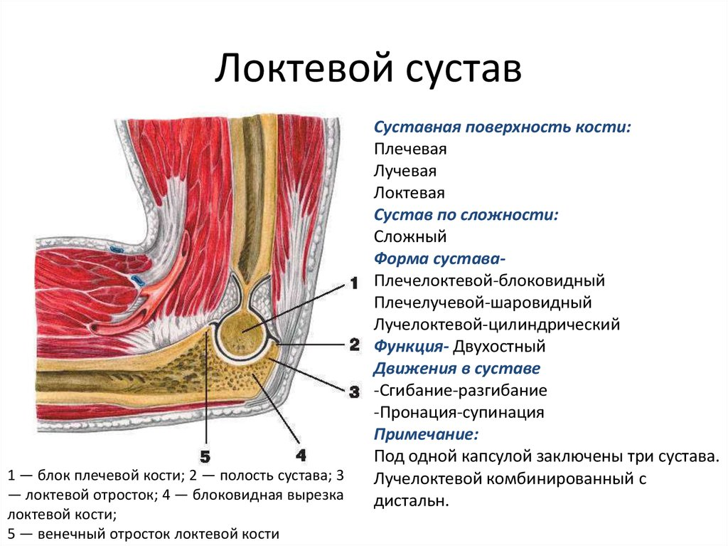 Почему может болеть локоть. Сухожилия локтевого сустава анатомия. Сумки локтевого сустава анатомия. Болит косточка на локтевом суставе сбоку. Локтевой сустав анатомия строение.