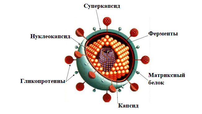 4. Строение вирусов. Подпишите составные элементы вирусной частицы на рис.1