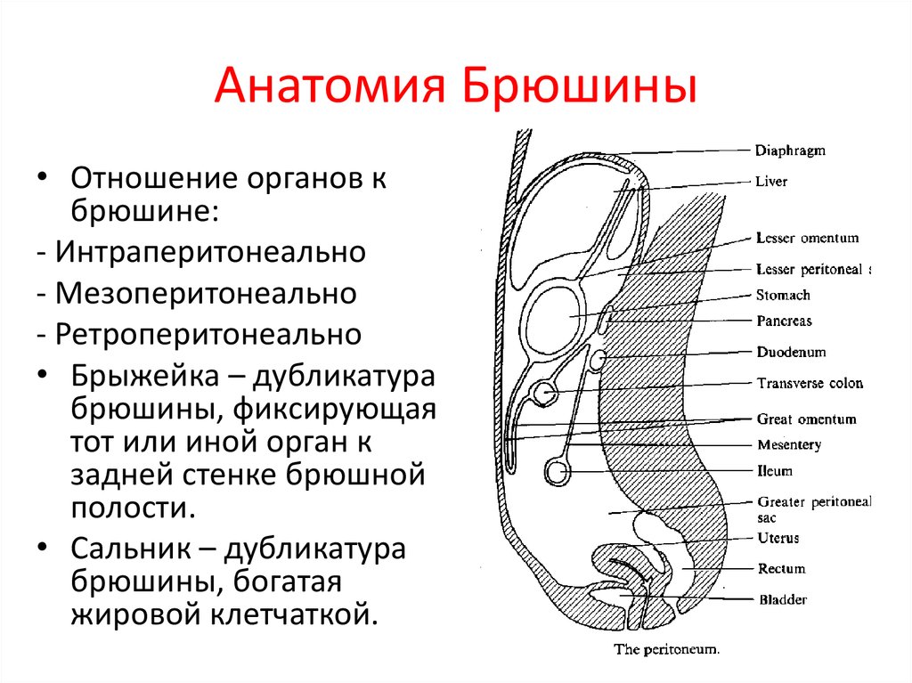 Расположение органов по отношению к брюшине.