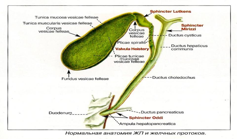 Билиарный стол