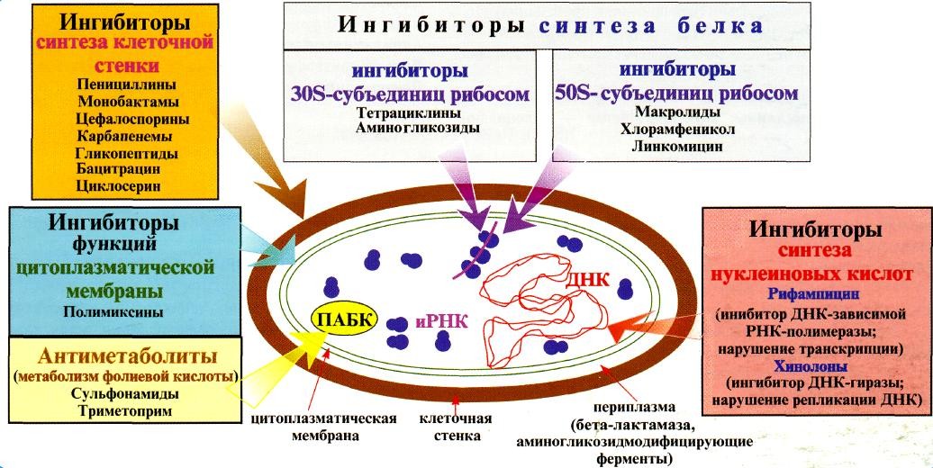 Классификация антимикробных препаратов