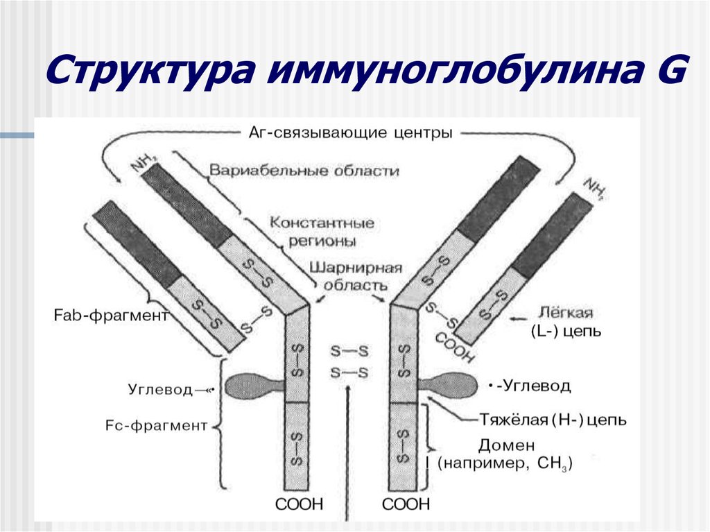 Схема строения иммуноглобулинов