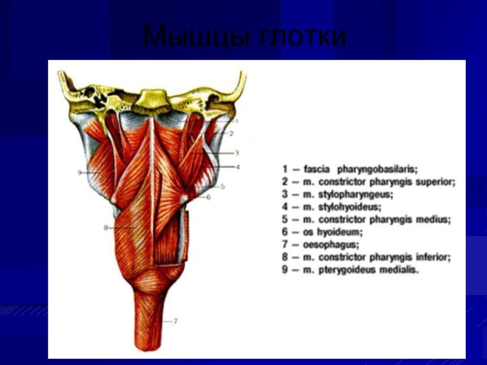 Глотка слои. Строение стенки глотки анатомия. Глотка анатомия строение стенок. Глотка строение анатомия латинский. Верхняя мышца констриктор глотки.