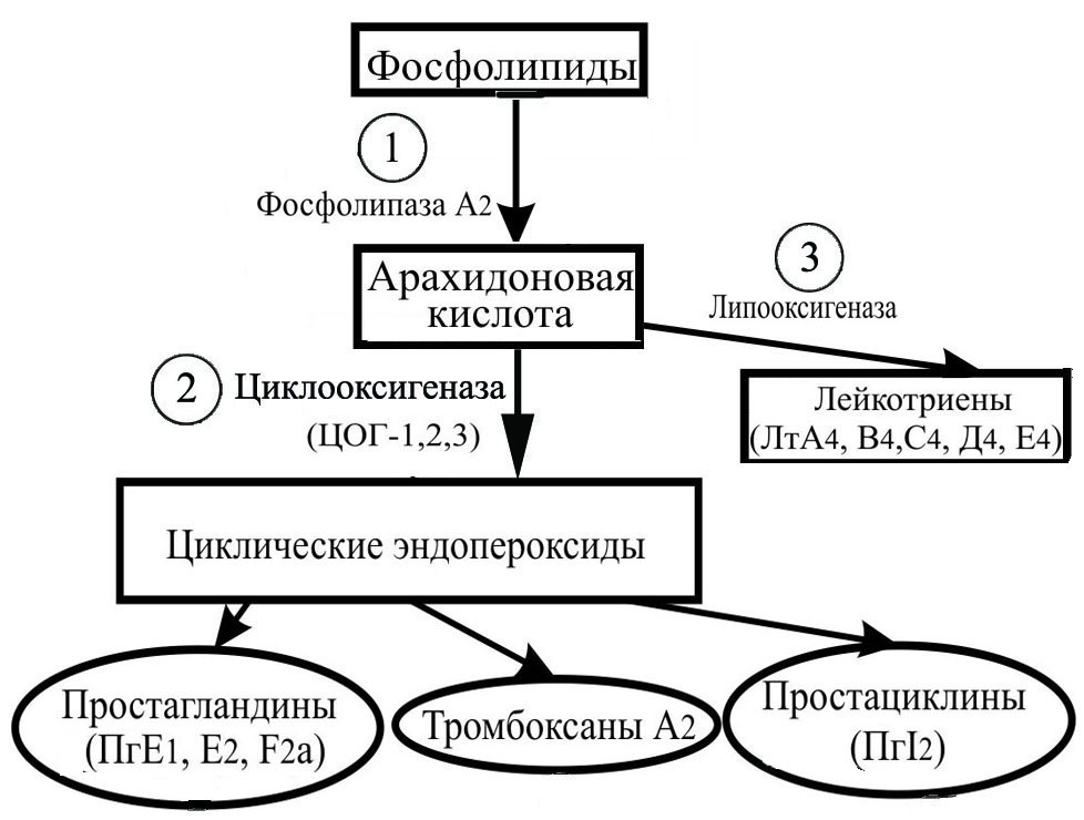 Цог 2. Каскад арахидоновой кислоты цог1 и цог2. Арахидоновая кислота ЦОГ. ЦОГ -1 ингибитор арахидоновой. ЦОГ-1 И ЦОГ-2 схема.