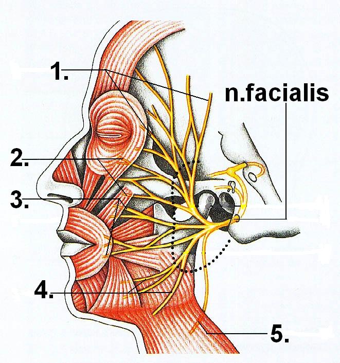 Волокна лицевого нерва. Топография ветвей лицевого нерва. Гусиная лапка лицевого нерва. Nervus Facialis анатомия. Ветви лицевого нерва и иннервация.