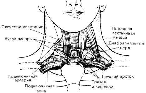 Внутренняя яремная вена - e-Anatomy - IMAIOS