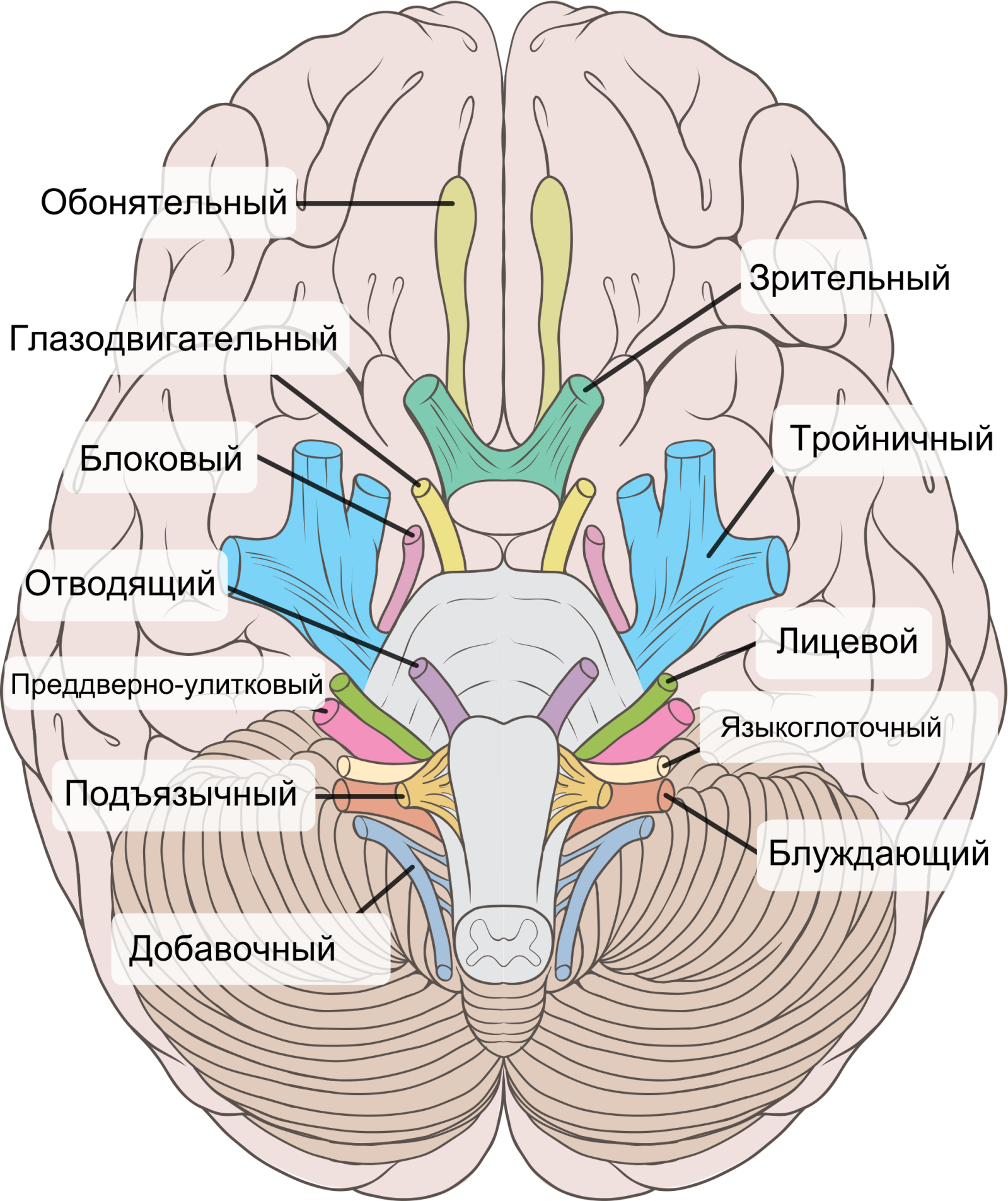Череп места выхода нервов. Выход 12 пар черепных нервов. Выход Корешков 12 пар черепно-мозговых нервов. 12 Пара черепных нервов анатомия. Схема выхода черепных нервов.