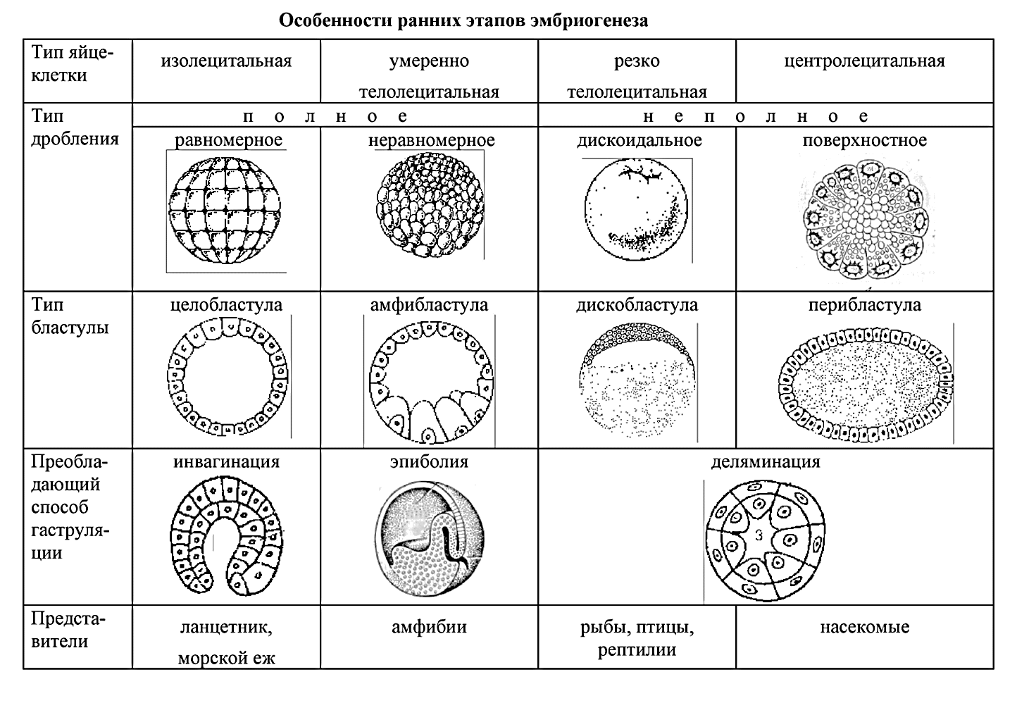 Типы яйцеклеток дробления и бластул. Характеристика ранних стадий эмбриогенеза. Основные типы дробления зиготы. Таблица стадия эмбриогенеза дробление. Значение эмбрионального этапа