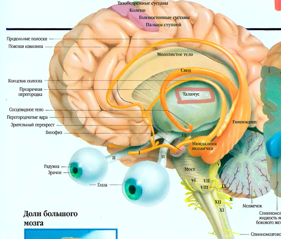 Таламус мозга это