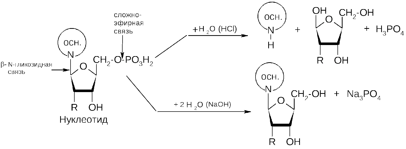 Гидролиз тимидин 5 монофосфата. Гидролиз 5 уридиловой кислоты в щелочной среде. Цитидин 5 монофосфат гидролиз. Тимидин 5 фосфат гидролиз. Щелочная среда образуется при гидролизе
