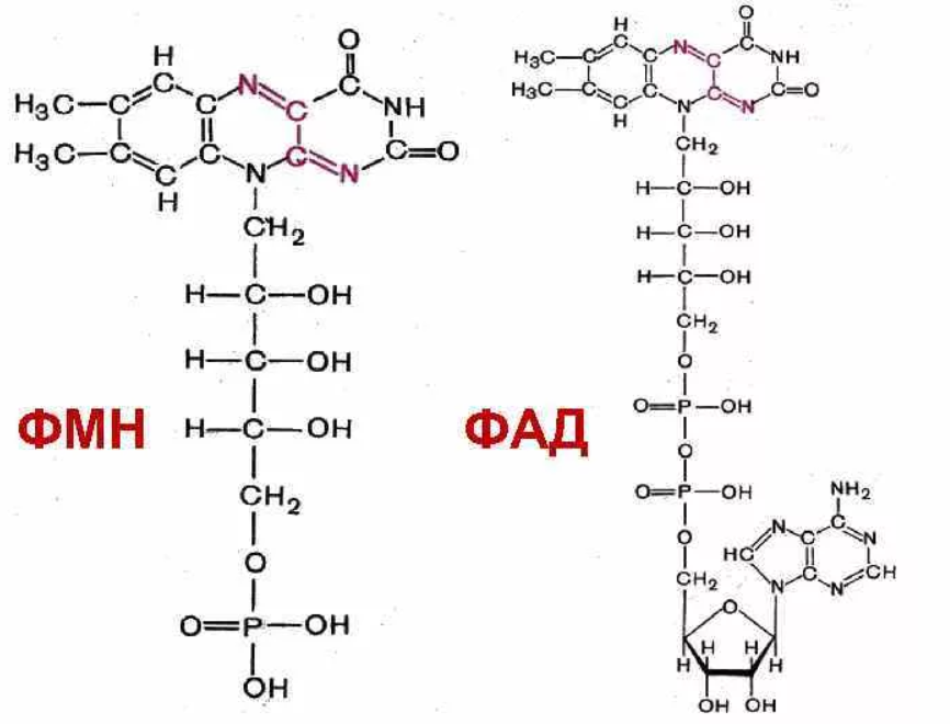 Фад формула. Структура ФМН И ФАД. Структура ФМН биохимия. Над ФАД НАДФ ФМН. ФМН И ФАД формулы.