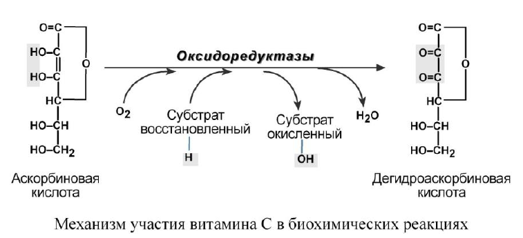Синтез коллагена биохимия витамин с. Схема синтеза аскорбиновой кислоты. Гидроксилирование пролина и лизина витамин с. Реакция гидроксилирования с участием витамина с.