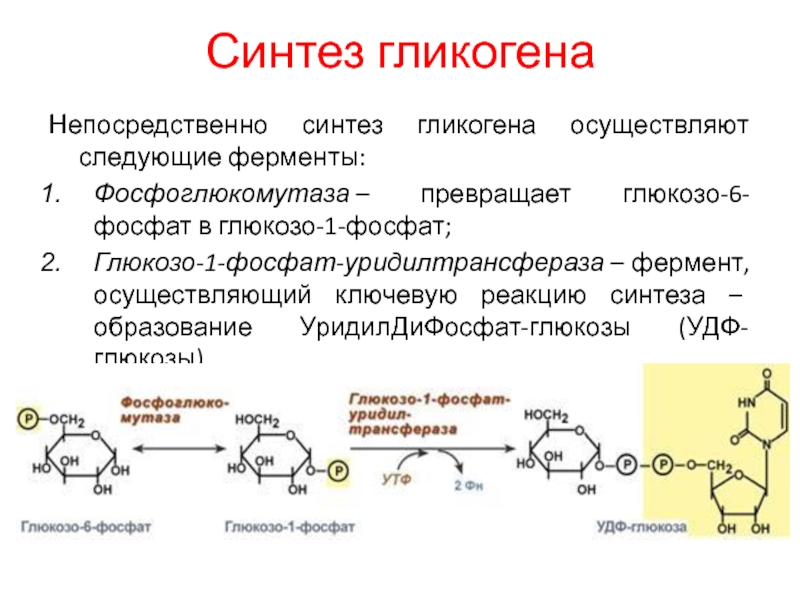 Ферменты превращения глюкозы в гликоген. Синтез гликогена из глюкозо-6-фосфата. Гликоген в глюкозо 6 фосфат. Реакцию образования глюкозо-1-фосфата из гликогена катализирует. Глюкозо 1 фосфат в глюкозо 6.