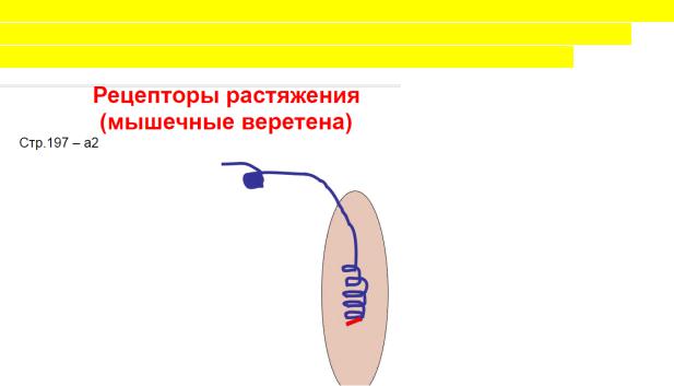 Рецепторы мышечного чувства расположены в