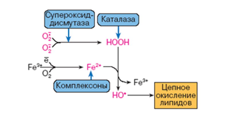 Схема участия усиленного перекисного окисления липидов в развитии патологии нейронов