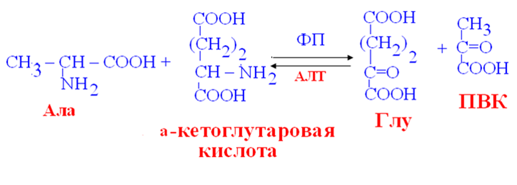 Ала глу. Трансаминирования аланина. Трансаминирование между аланином и кетоглутаровой кислотой. Реакция переаминирования аланина. Аланин Альфа кетоглутаровая кислота.