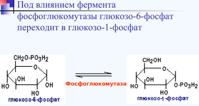 32. Структура гликогена и его синтез в клетках печени и мышц ...