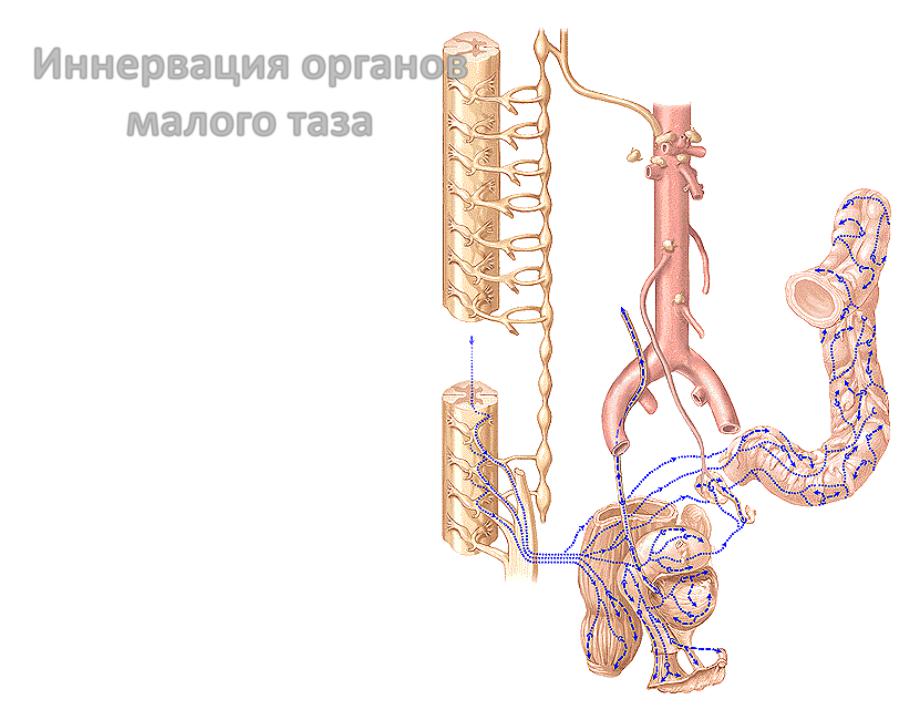 6-7.Вегетативная НС - Стр 9