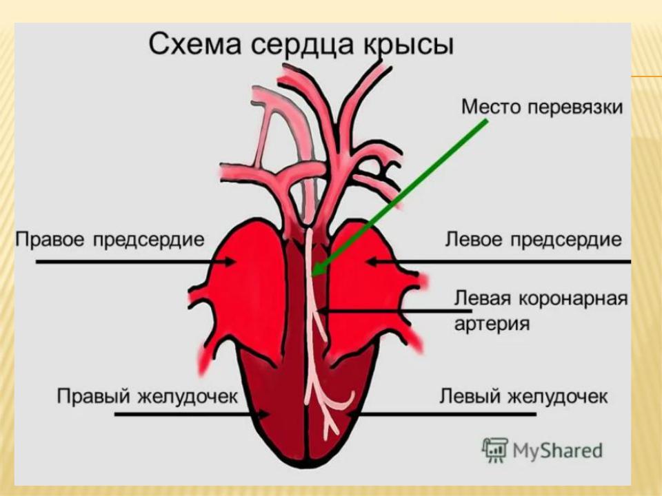 Крыса дышит ртом. Строение кровеносной системы крысы. Строение сердца крысы схема.