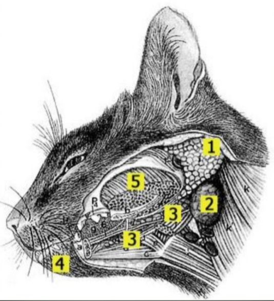 У собаки воспалились лимфоузлы. Анатомия слюнных желез кошки. Слюнные железы у кошки анатомия. Слюнные железы у кошек расположение. Околоушная слюнная железа у кошек анатомия.