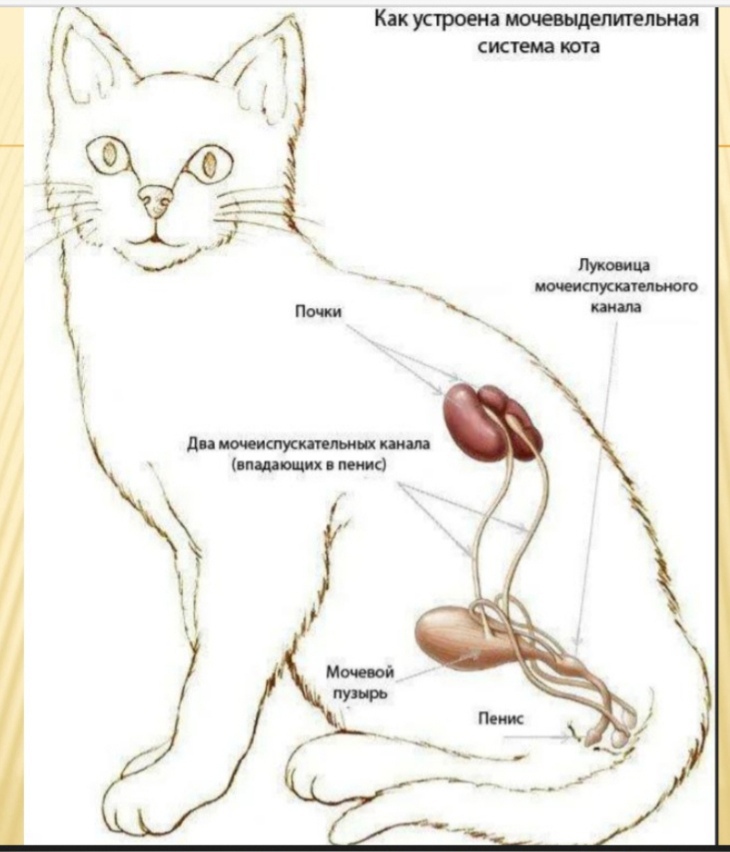 Печень у кошки симптомы. Выделительная система кошек схема. Анатомия мочевой системы у кота. Анатомия мочевыделительной системы у кошек. Строение мочеполовой системы кота.